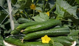 花花的瓜怎么吃,解锁美味新体验