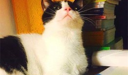 娱乐吃瓜酱猫妈妈,揭秘娱乐圈背后的温馨故事