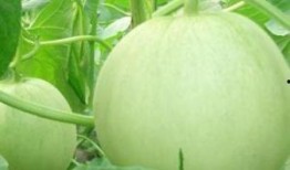 怀孕可以吃天鹅瓜吗