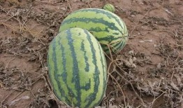 小86吃瓜,揭秘娱乐圈那些不为人知的幕后故事