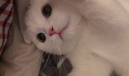 吃瓜猫情侣头像,吃瓜猫情侣头像背后的浪漫故事