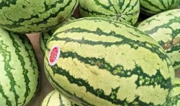 宁夏吃的瓜,探寻塞上江南的甜蜜诱惑