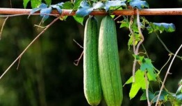 折腰三人吃瓜,共享瓜界盛宴